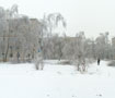Гнущаяся берёза (панорама)