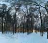 Лучи солнца пробиваются сквозь лес (панорама)