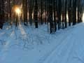 Лучи солнца пробиваются сквозь лес