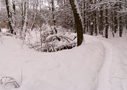 Парк Ёлочки (панорама)