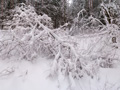 Парк Ёлочки (панорама)
