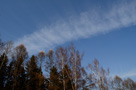 Парк Ёлочки